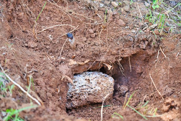 鸡枞与白蚁窝 (2)