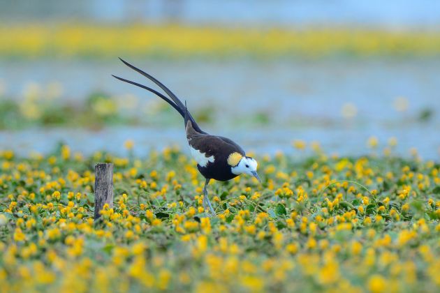 蔡庆彪 照片 (17)