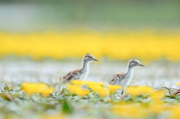 蔡庆彪 照片 (9)