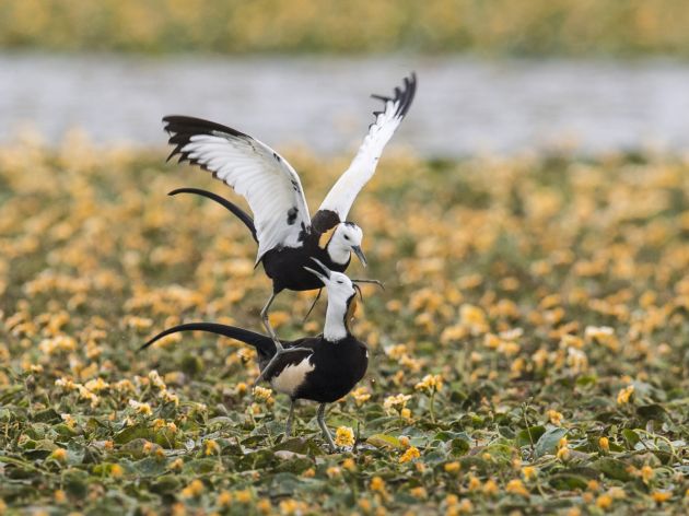 青华海水雉,杨明艳4