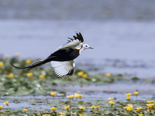 青华海水雉,杨明艳1