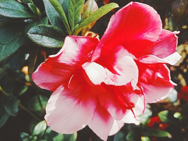 9519c4518f617b6af0755256fa77a56